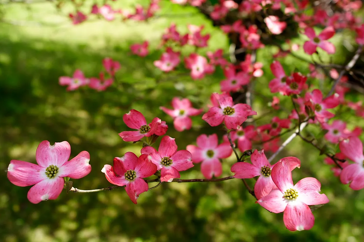 Pink Flowering Dogwood (Cornus Florida 'Rubra') — The Pink Flowering Dogwood, Cornus florida 'Rubra', charms with profuse pink blossoms in spring; this