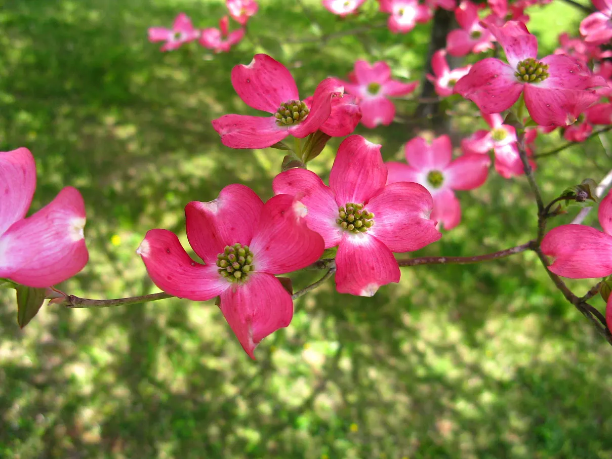 Pink Flowering Dogwood (Cornus Florida 'Rubra') — pink flowers in the garden