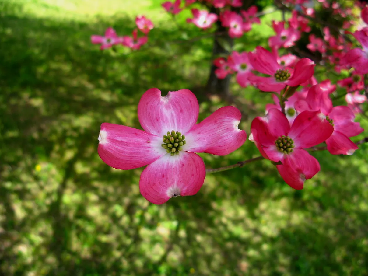 Pink Flowering Dogwood (Cornus Florida 'Rubra') — especially in the first year after planting