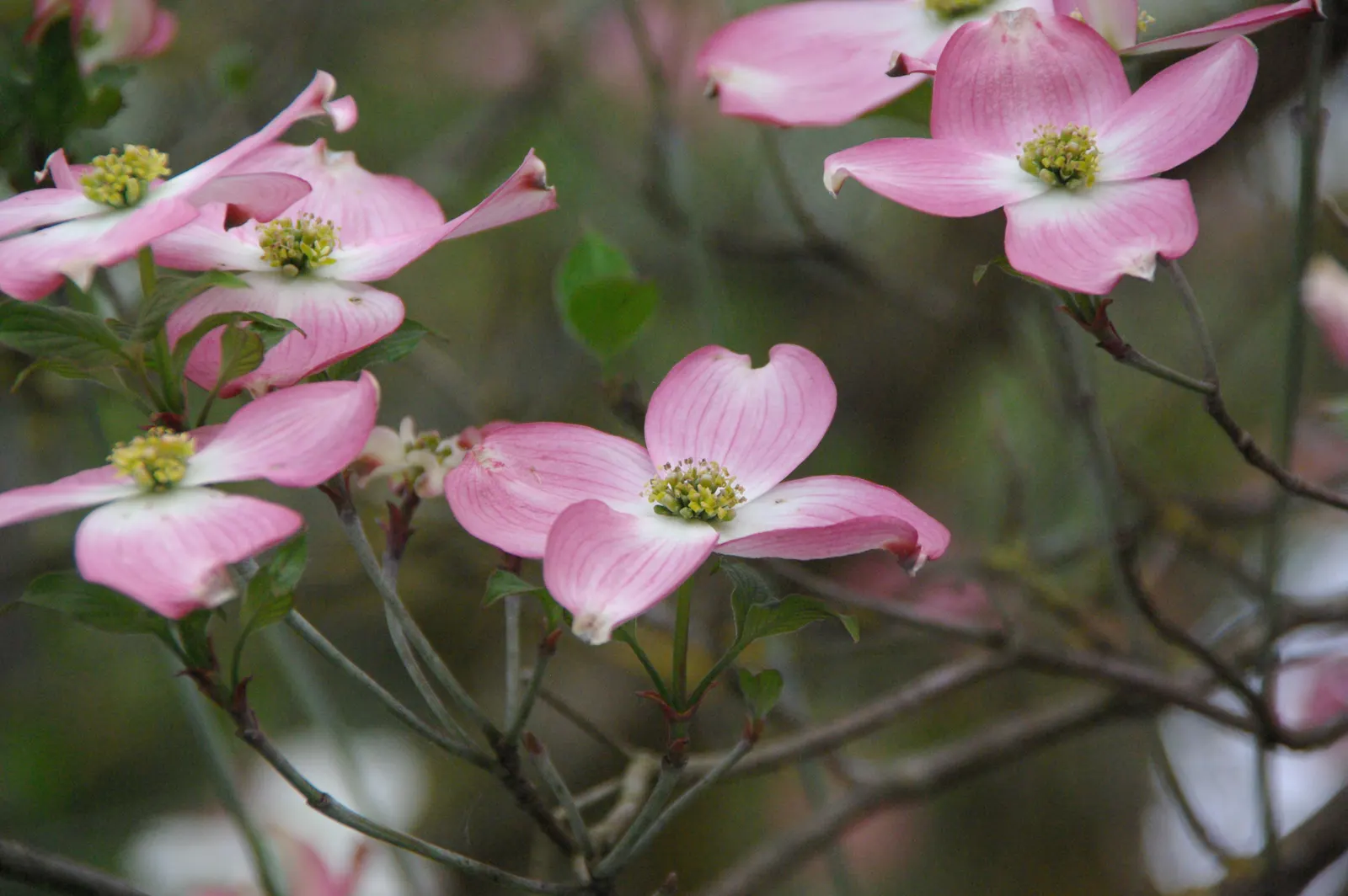 Pink Flowering Dogwood (Cornus Florida 'Rubra') — you will appreciate 'Rubra's' multi-season appeal and its ability to adapt to different garden styles