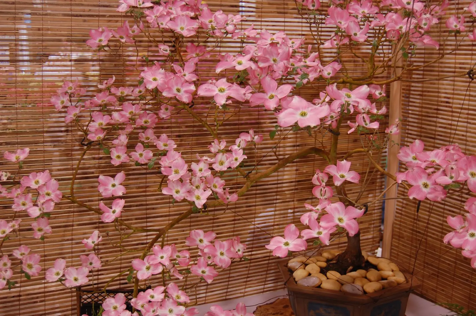 Pink Flowering Dogwood (Cornus Florida 'Rubra') — Its true flowers are small and inconspicuous, clustered at the center of the bracts