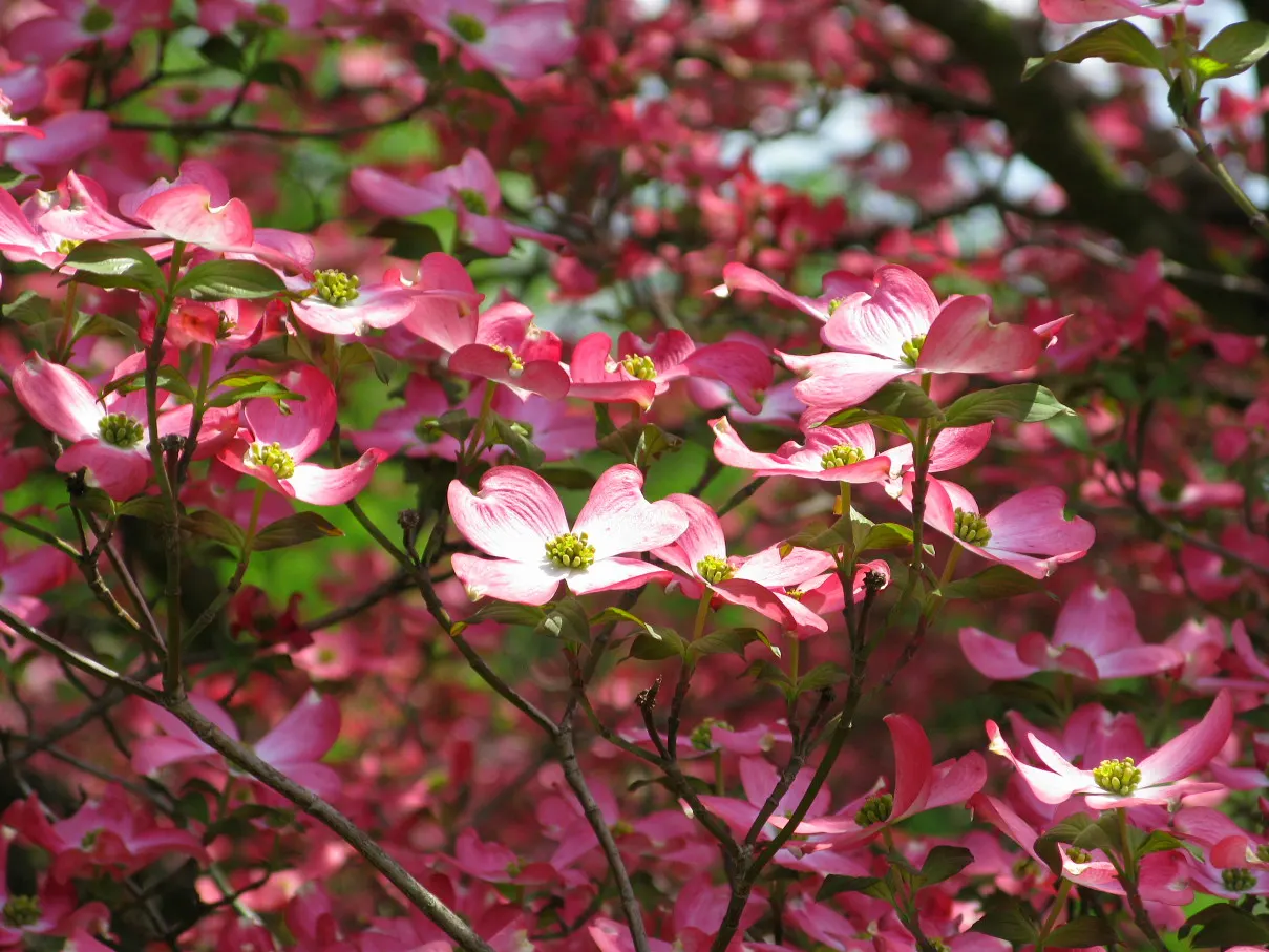 Pink Flowering Dogwood (Cornus Florida 'Rubra') — from formal to naturalistic settings; with stunning fall foliage and red berries, it provides year-round