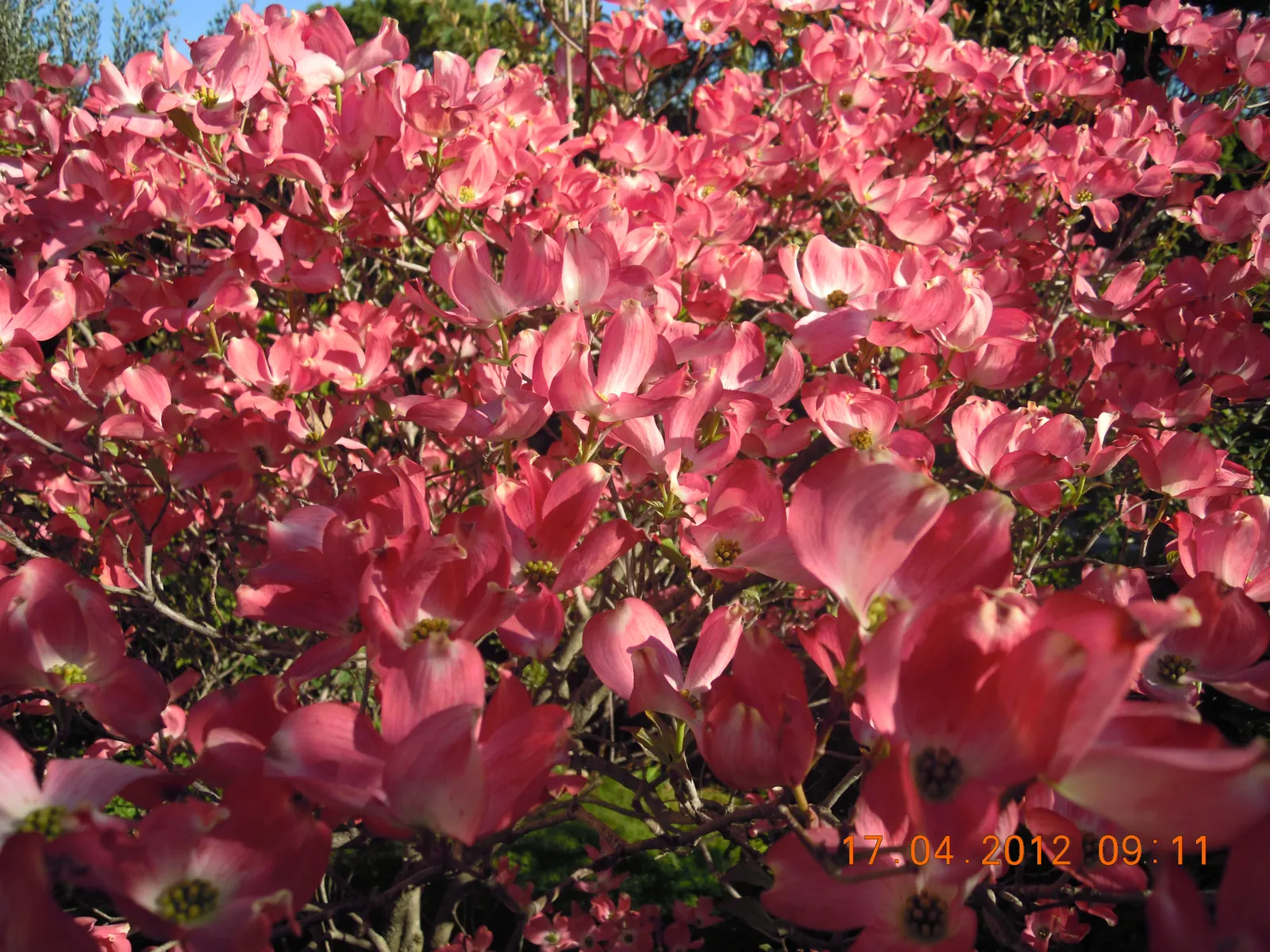 Pink Flowering Dogwood (Cornus Florida 'Rubra') — Hardy in USDA zones 5-9, it's perfect for temperate landscapes; typically blossoming in April to May