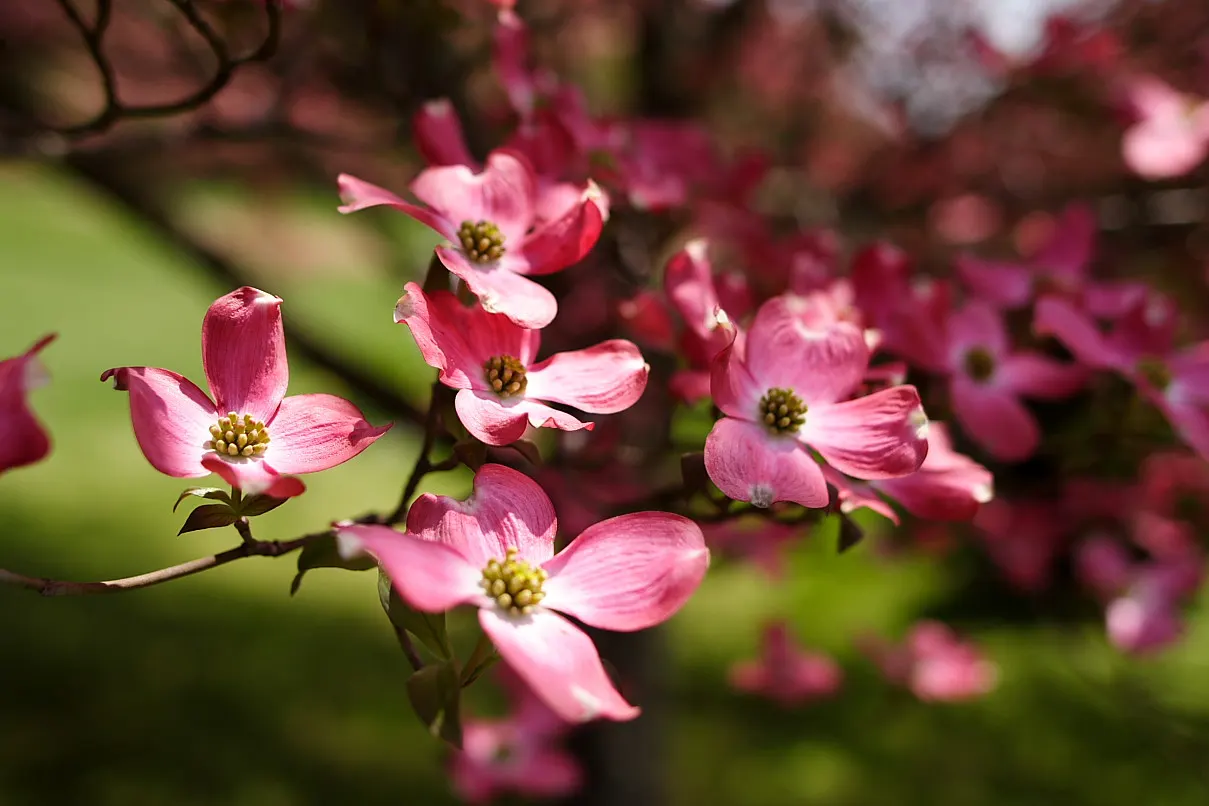 Pink Flowering Dogwood (Cornus Florida 'Rubra') — tree with pink blooms; maintain a soil pH between 5.5 and 6.0 and provide a watering regimen to keep the soil