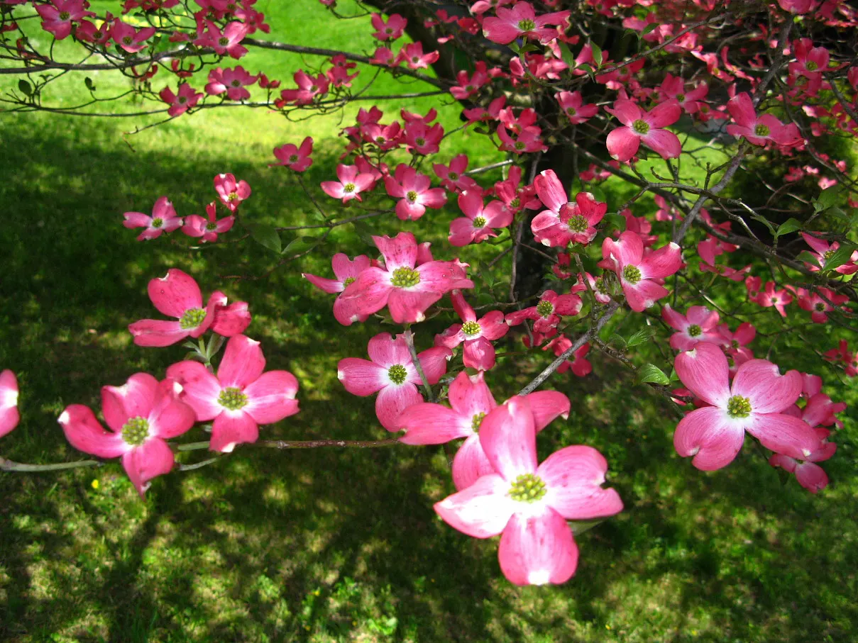 Pink Flowering Dogwood (Cornus Florida 'Rubra') — it boasts a rounded canopy ideal for lawns or garden focal points; acidic soil and benefits from a layer of