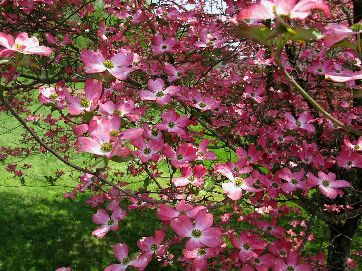 Pink Flowering Dogwood (Cornus Florida 'Rubra') — <br><br>Reaching a mature height of 20 to 30 feet with a spread of 20 to 25 feet; along with a, image 70
