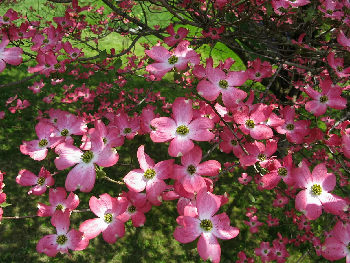 Pink Flowering Dogwood (Cornus Florida 'Rubra') — With stunning fall foliage and red berries, it provides year-round interest; it boasts a rounded, image 63