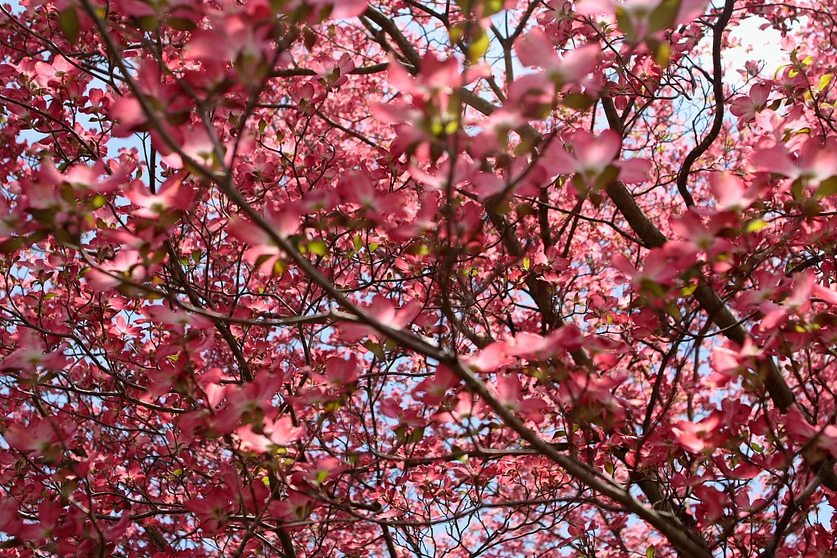 Pink Flowering Dogwood (Cornus Florida 'Rubra') — typically blossoming in April to May; this ornamental tree stands out with a stunning spring, image 68