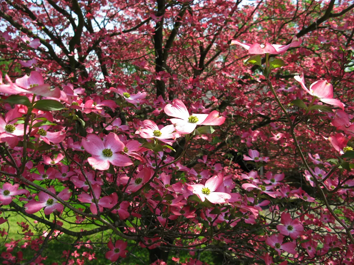 Pink Flowering Dogwood (Cornus Florida 'Rubra') — the 'Rubra' presents a low-branching; the Pink Flowering Dogwood, Cornus florida 'Rubra', charms with profuse
