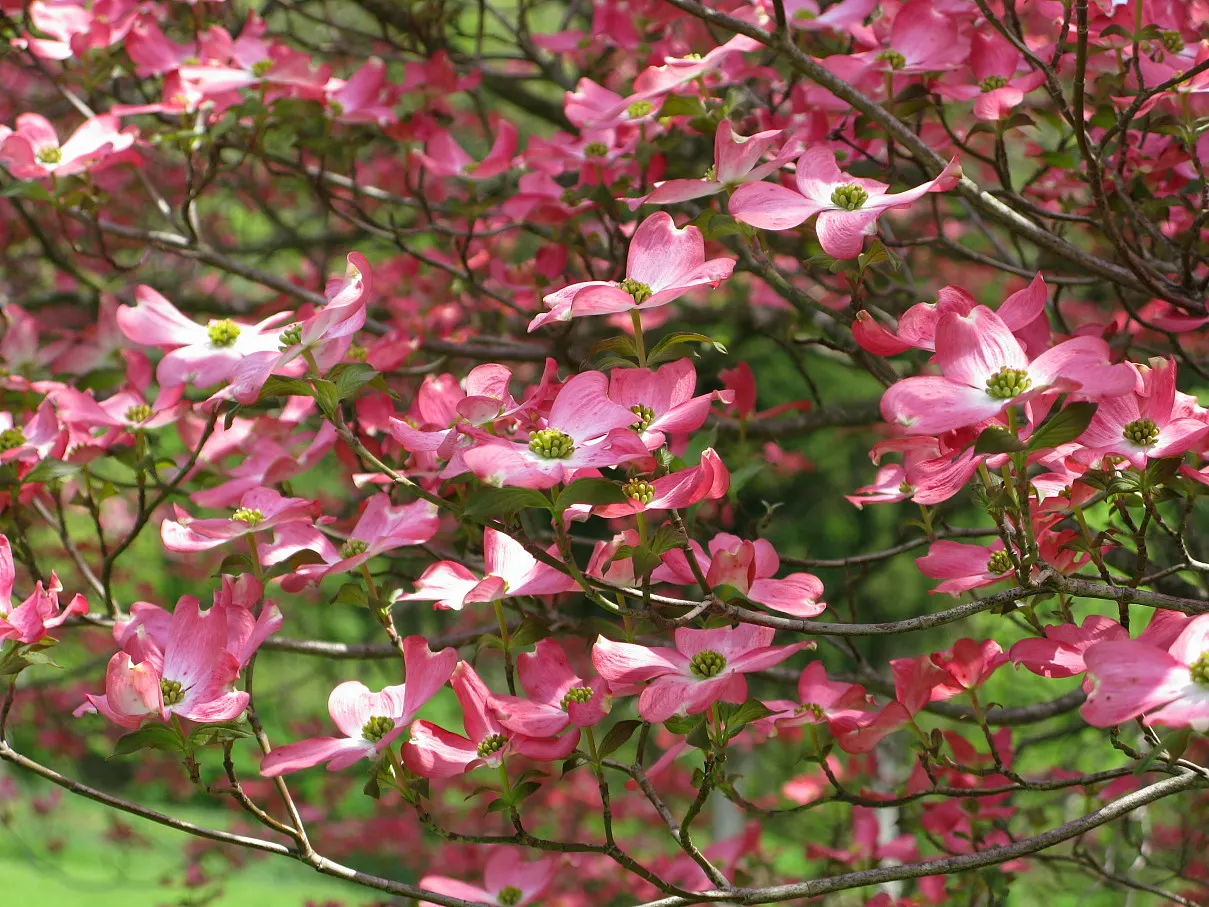 Pink Flowering Dogwood (Cornus Florida 'Rubra') — treasured for its year-round beauty and versatility in landscape design