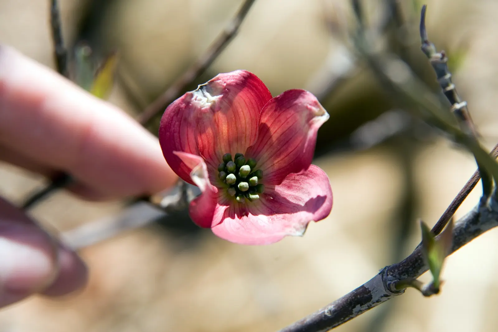 Pink Flowering Dogwood (Cornus Florida 'Rubra') — This ornamental tree stands out with a stunning spring display of pink bracts that masquerade as flowers