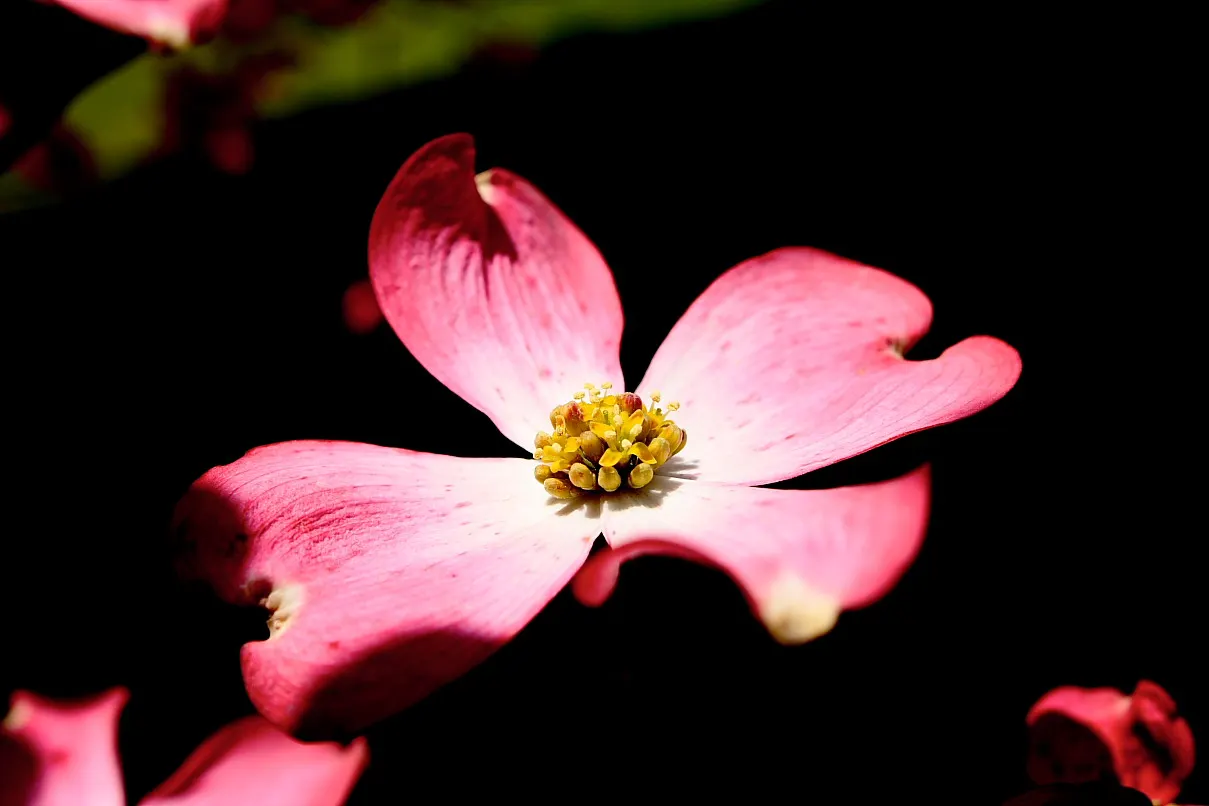 Pink Flowering Dogwood (Cornus Florida 'Rubra') — This ornamental tree stands out with a stunning spring display of pink bracts that masquerade as flowers; a