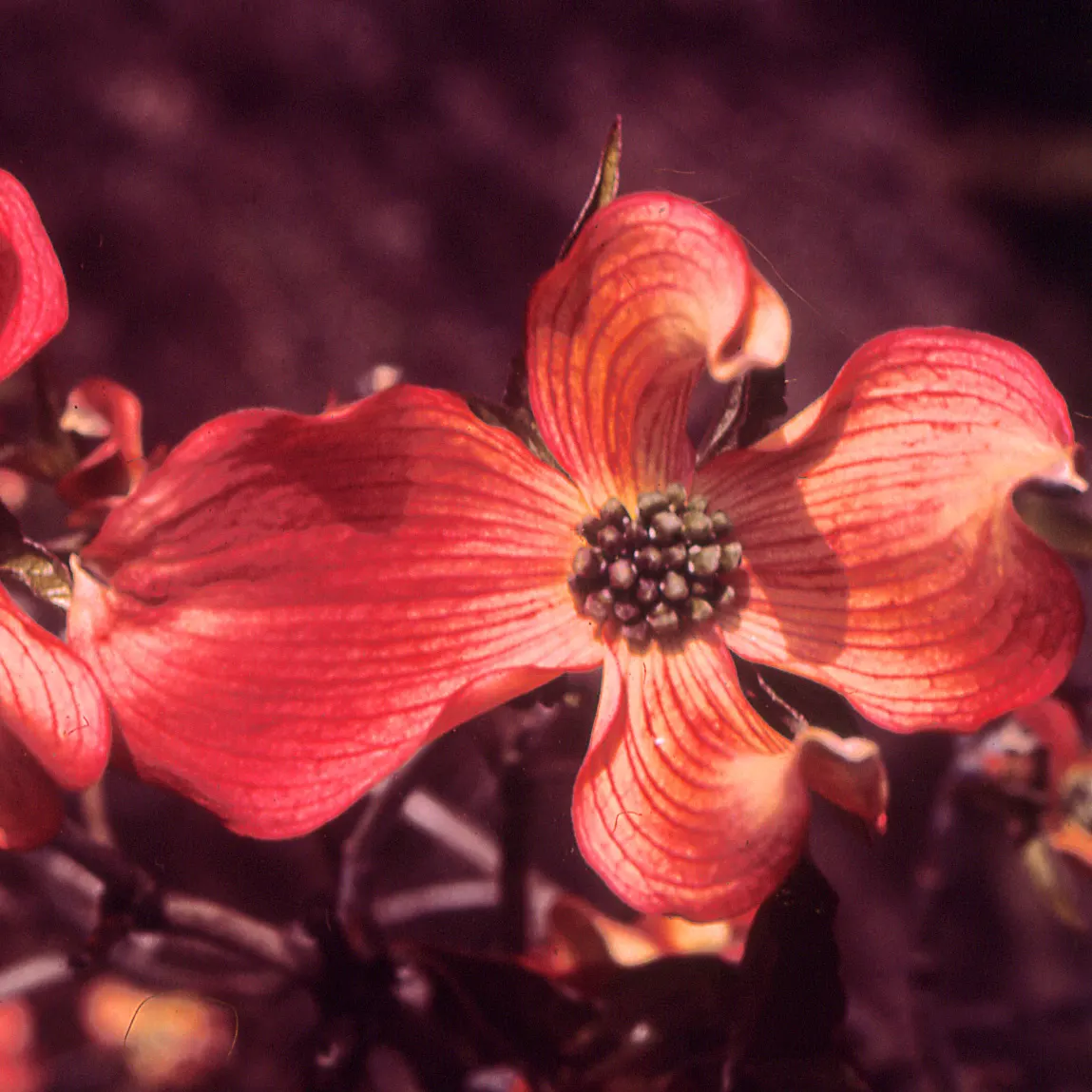 Pink Flowering Dogwood (Cornus Florida 'Rubra') — The Pink Flowering Dogwood, Cornus florida 'Rubra', charms with profuse pink blossoms in spring