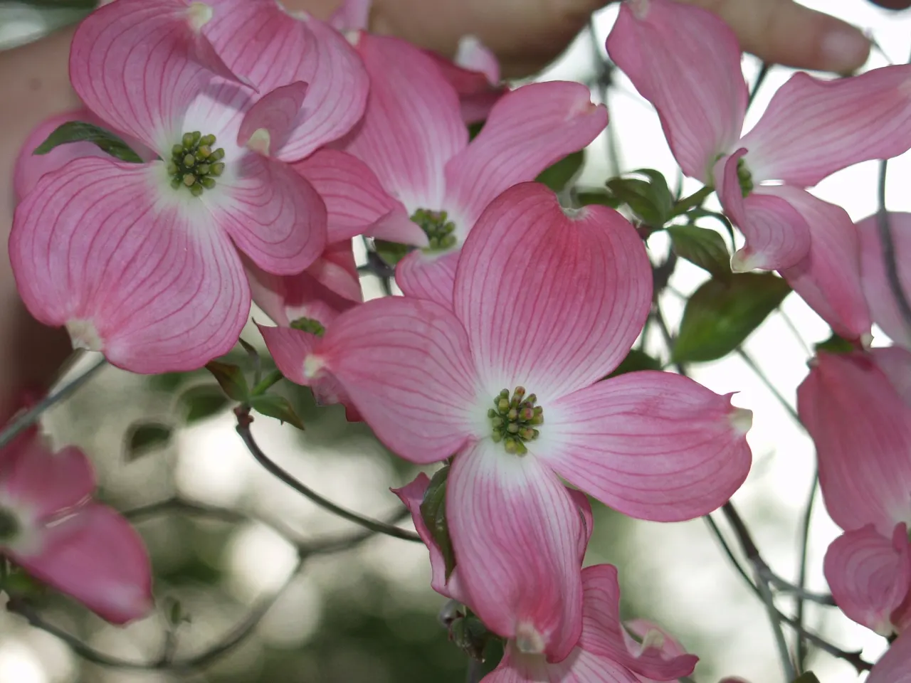 Pink Flowering Dogwood (Cornus Florida 'Rubra') — maintain a soil pH between 5.5 and 6.0 and provide a watering regimen to keep the soil consistently moist