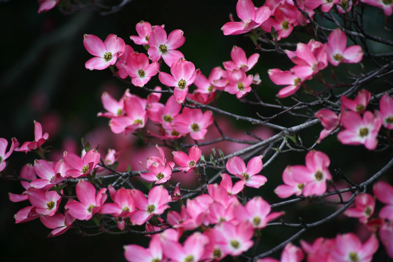 Pink Flowering Dogwood (Cornus Florida 'Rubra') — As a landscape architect assistant; especially in the first year after planting