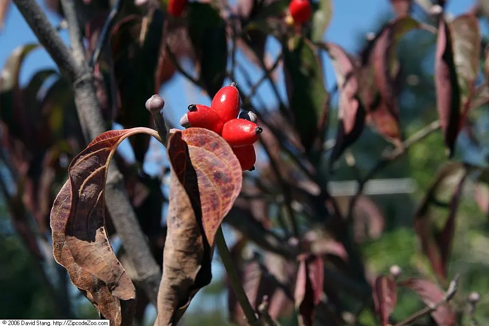 Pink Flowering Dogwood (Cornus Florida 'Rubra') — acidic soil and benefits from a layer of organic mulch to retain soil moisture and regulate soil, image 47