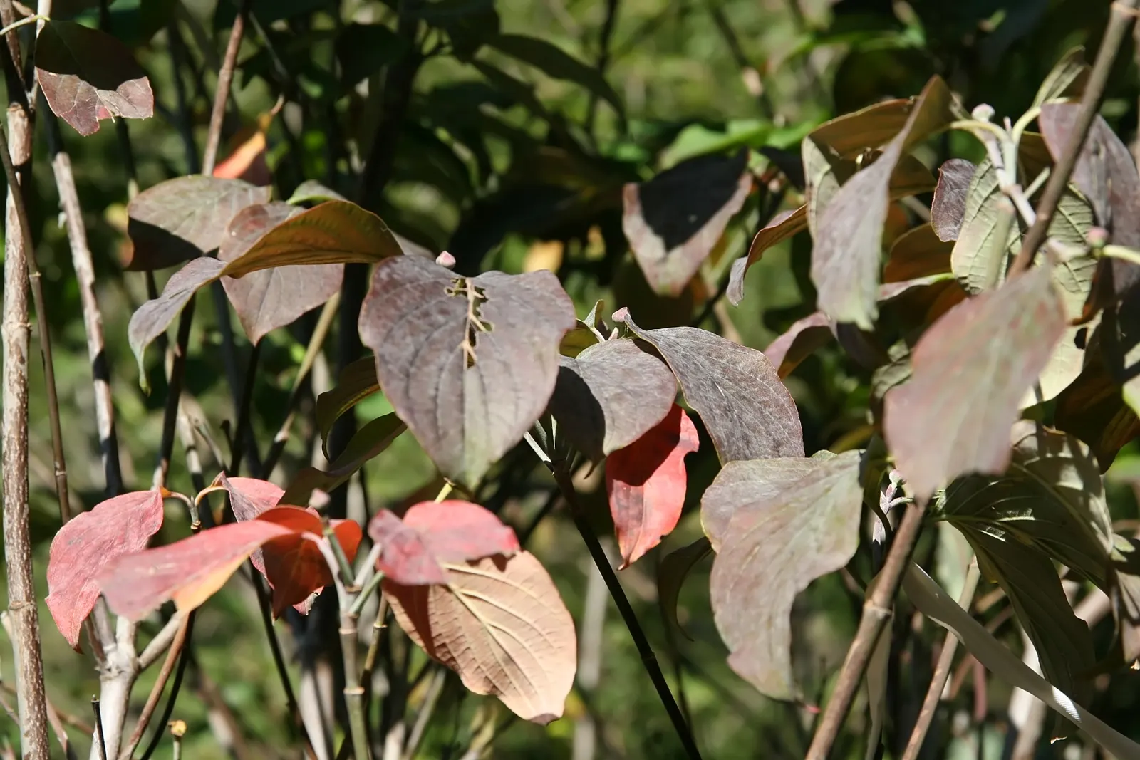 Pink Flowering Dogwood (Cornus Florida 'Rubra') — Its true flowers are small and inconspicuous, clustered at the center of the bracts; then feature a striking