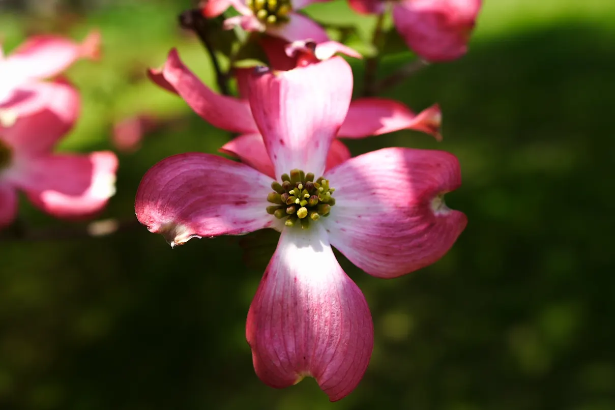 Pink Flowering Dogwood (Cornus Florida 'Rubra') — The Pink Flowering Dogwood is also known for its winter interest