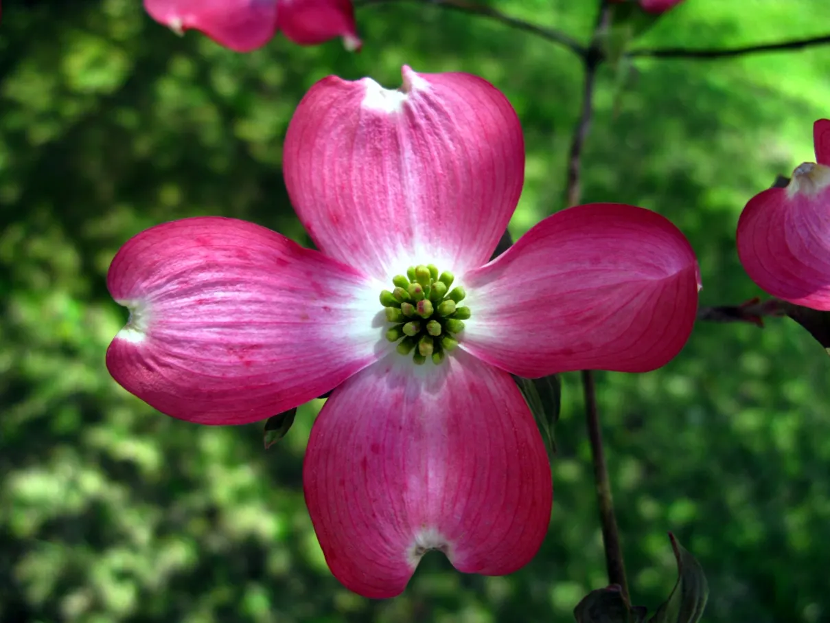 Pink Flowering Dogwood (Cornus Florida 'Rubra') — treasured for its year-round beauty and versatility in landscape design; as a landscape architect assistant