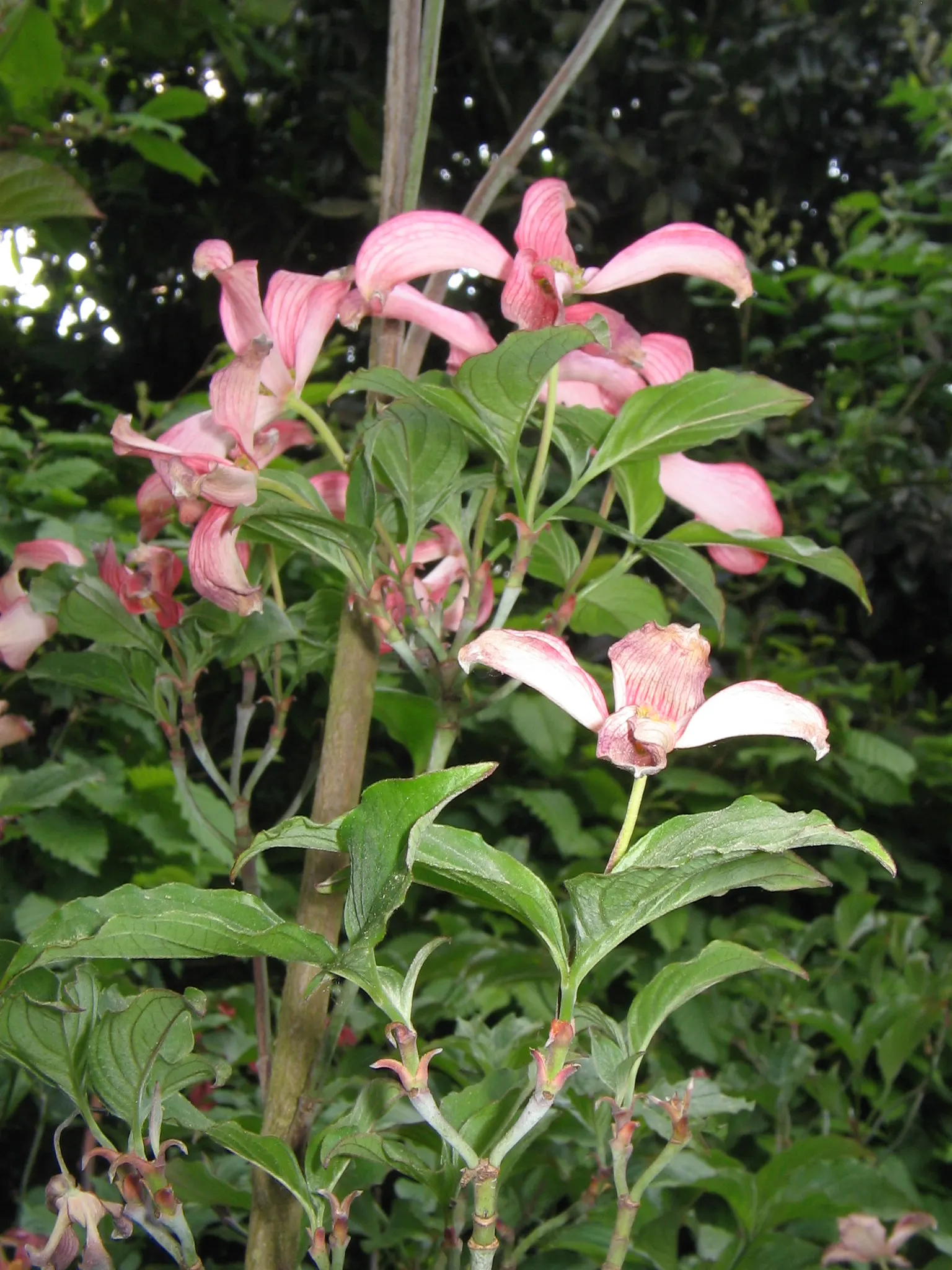 Pink Flowering Dogwood (Cornus Florida 'Rubra') — A deciduous beauty reaching 20-30 ft tall and 20-25 ft wide; its true flowers are small and, image 60