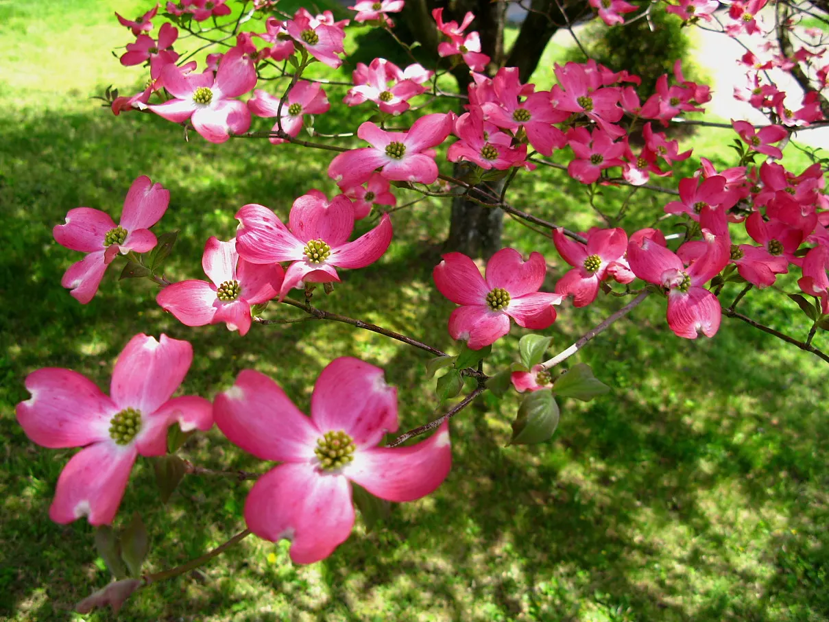 Pink Flowering Dogwood (Cornus Florida 'Rubra') — it boasts a rounded canopy ideal for lawns or garden focal points; acidic soil and benefits from, image 61