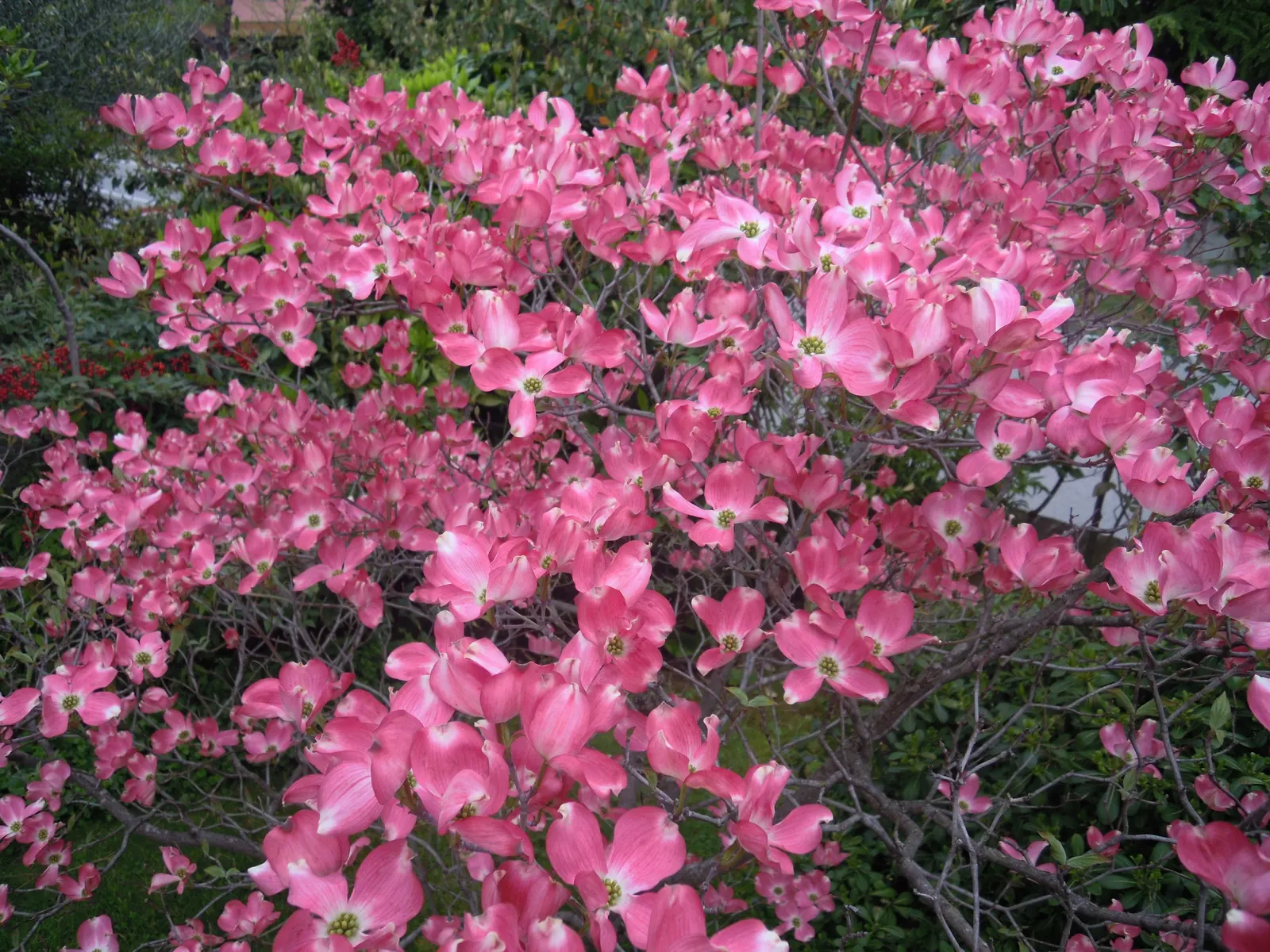 Pink Flowering Dogwood (Cornus Florida 'Rubra') — the 'Rubra' presents a low-branching