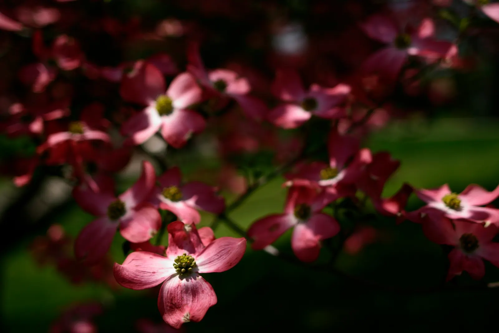 Pink Flowering Dogwood (Cornus Florida 'Rubra') — The leaves emerge with a reddish tinge before transitioning to a rich, image 73