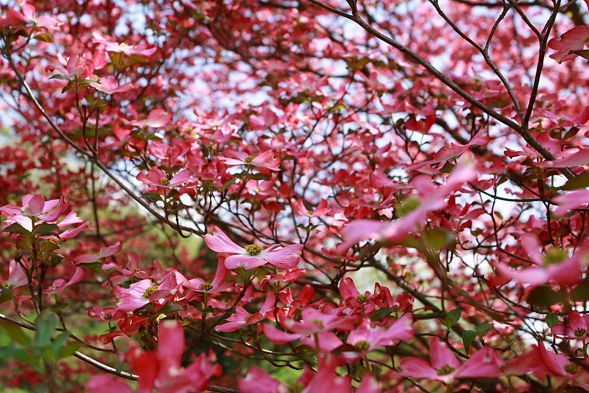 Pink Flowering Dogwood (Cornus Florida 'Rubra') — Hardy in USDA zones 5-9, it's perfect for temperate landscapes; typically blossoming in April to, image 64