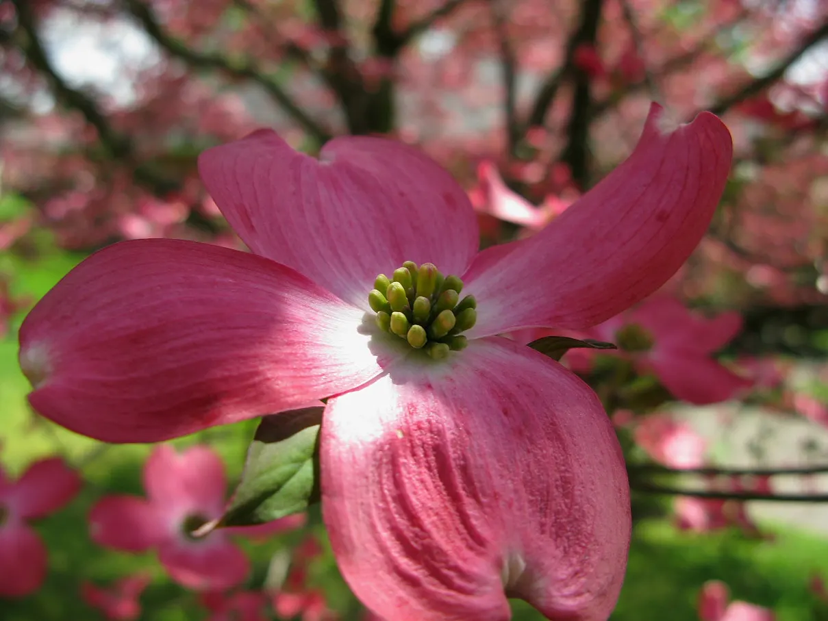 Pink Flowering Dogwood (Cornus Florida 'Rubra') — especially in the first year after planting; the Pink Flowering Dogwood is also known for its winter interest