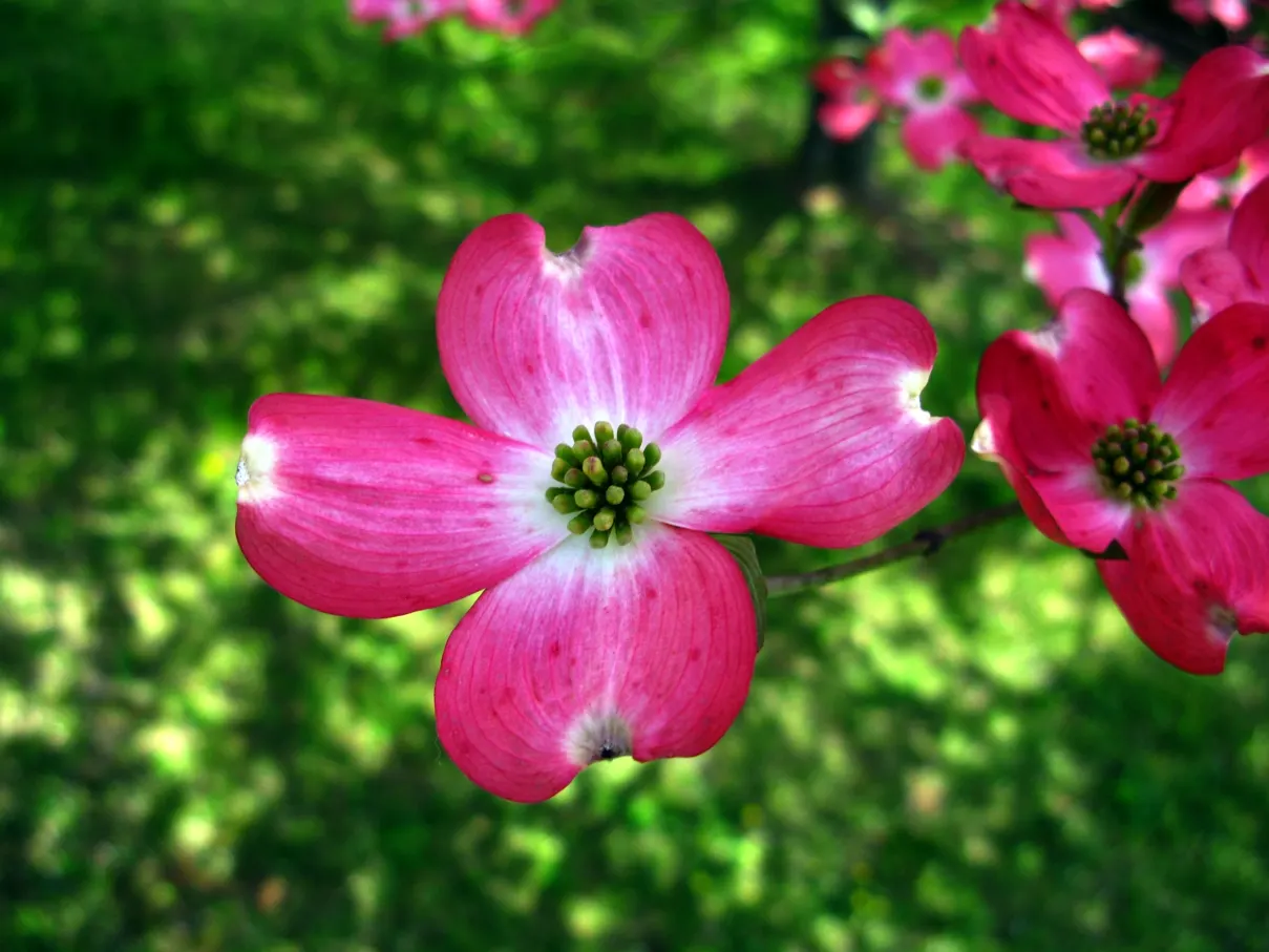 Pink Flowering Dogwood (Cornus Florida 'Rubra') — The Pink Flowering Dogwood, Cornus florida 'Rubra', charms with profuse pink blossoms in spring, image 59