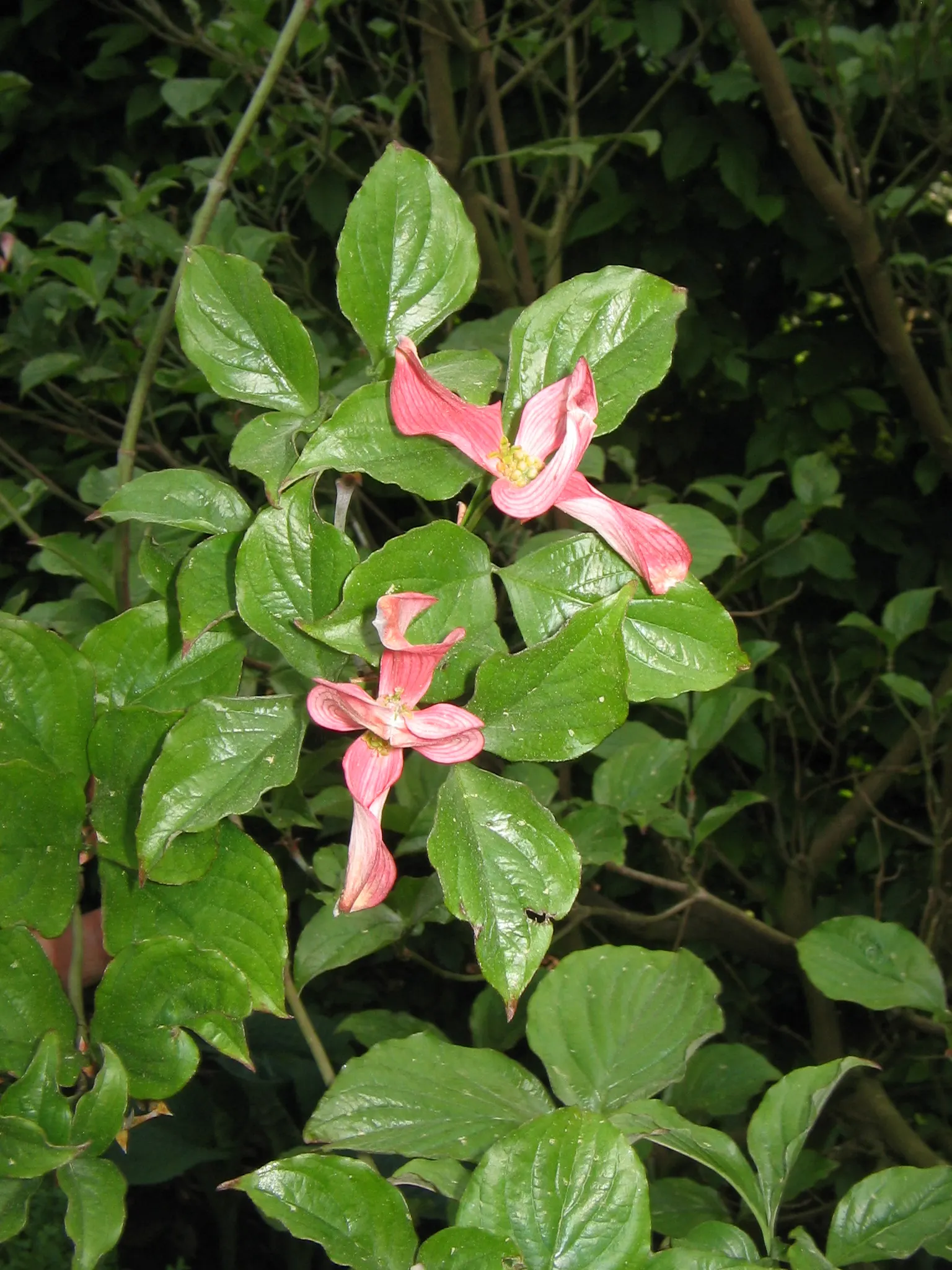Pink Flowering Dogwood (Cornus Florida 'Rubra') — treasured for its year-round beauty and versatility in landscape design; as a landscape architect, image 66