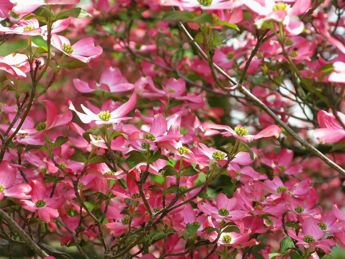 Pink Flowering Dogwood (Cornus Florida 'Rubra') — Hardy in USDA zones 5-9, it's perfect for temperate landscapes
