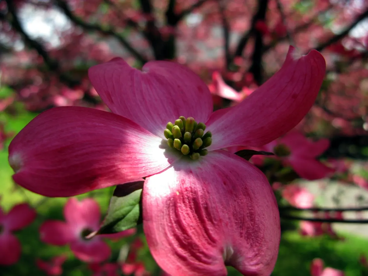 Pink Flowering Dogwood (Cornus Florida 'Rubra') — pink flowers in the garden; <br><br>Reaching a mature height of 20 to 30 feet with a spread of 20 to 25 feet