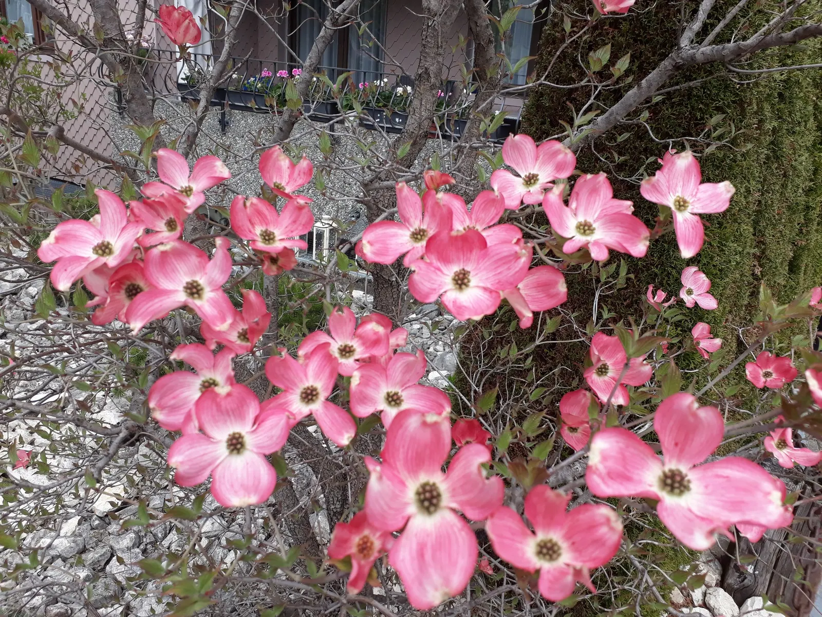 Pink Flowering Dogwood (Cornus Florida 'Rubra') — This specimen prefers partial shade and well-drained soils; you will appreciate 'Rubra's' multi-season appeal