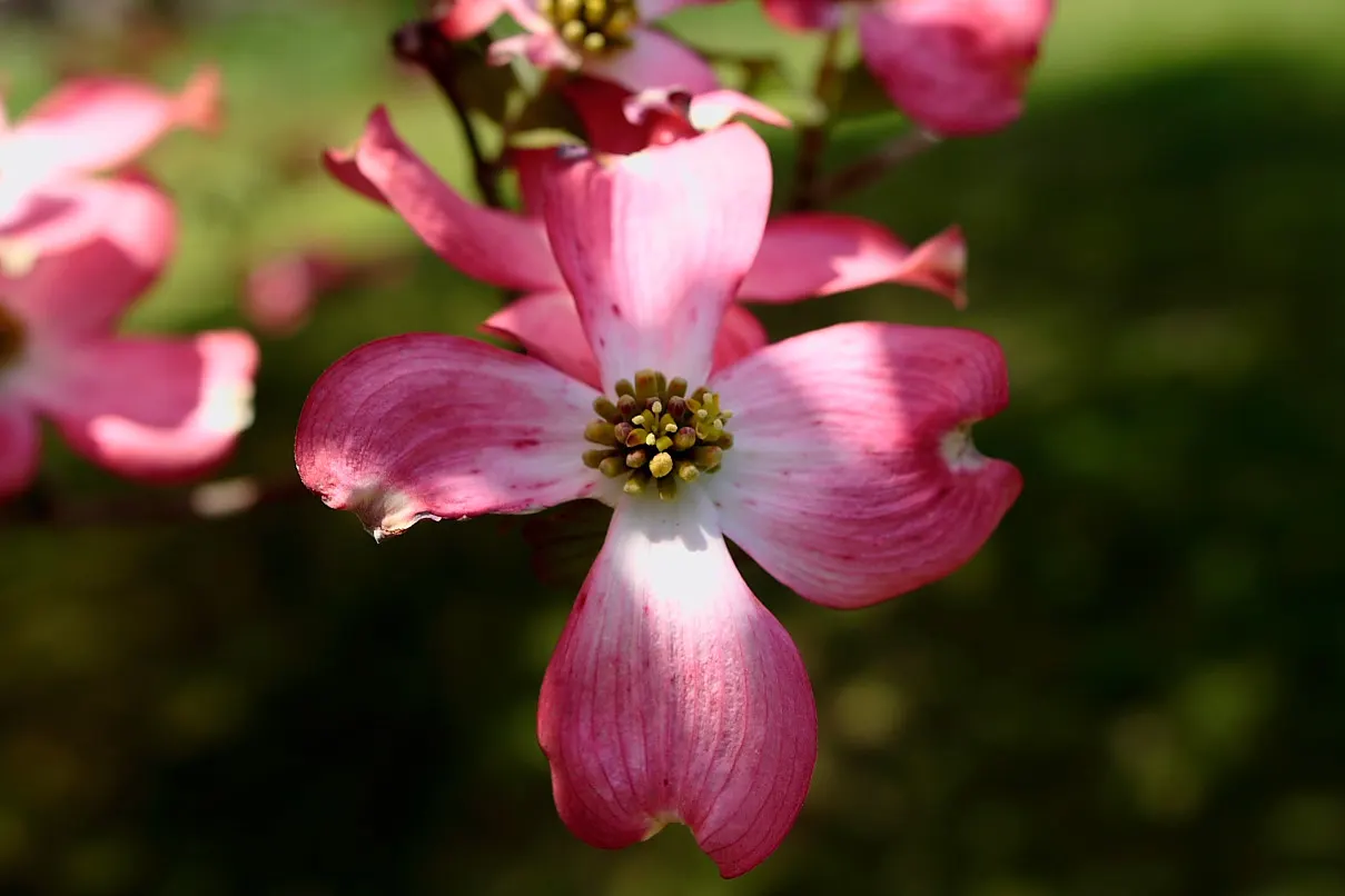 Pink Flowering Dogwood (Cornus Florida 'Rubra') — <br><br>Reaching a mature height of 20 to 30 feet with a spread of 20 to 25 feet; along with a striking