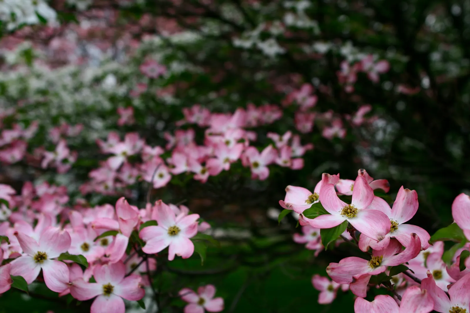 Pink Flowering Dogwood (Cornus Florida 'Rubra') — With stunning fall foliage and red berries, it provides year-round interest