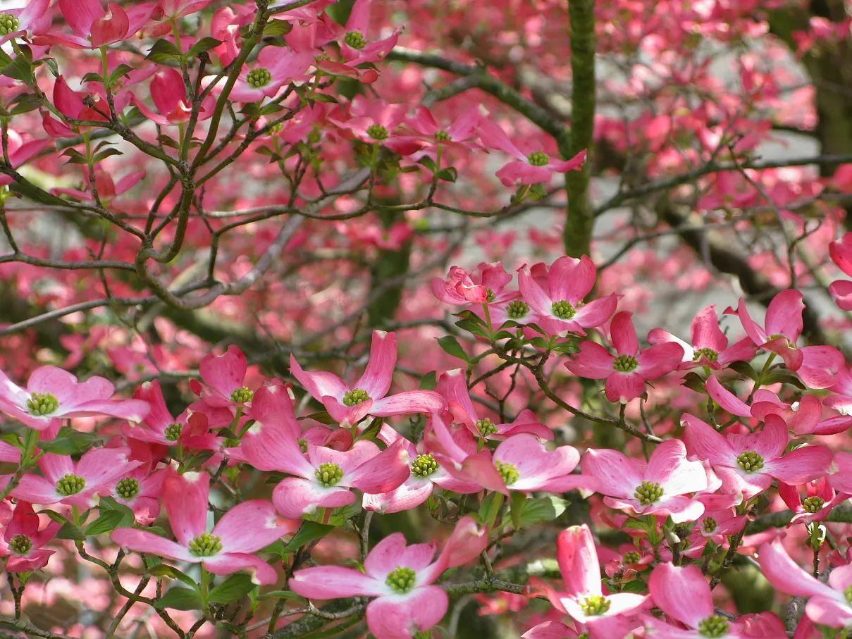 Pink Flowering Dogwood (Cornus Florida 'Rubra') — typically blossoming in April to May