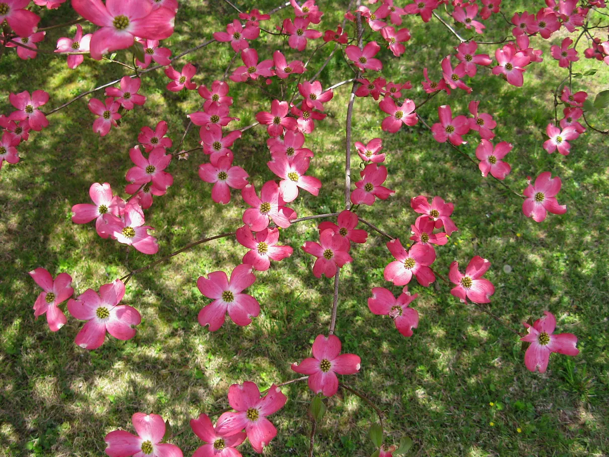 Pink Flowering Dogwood (Cornus Florida 'Rubra') — from formal to naturalistic settings