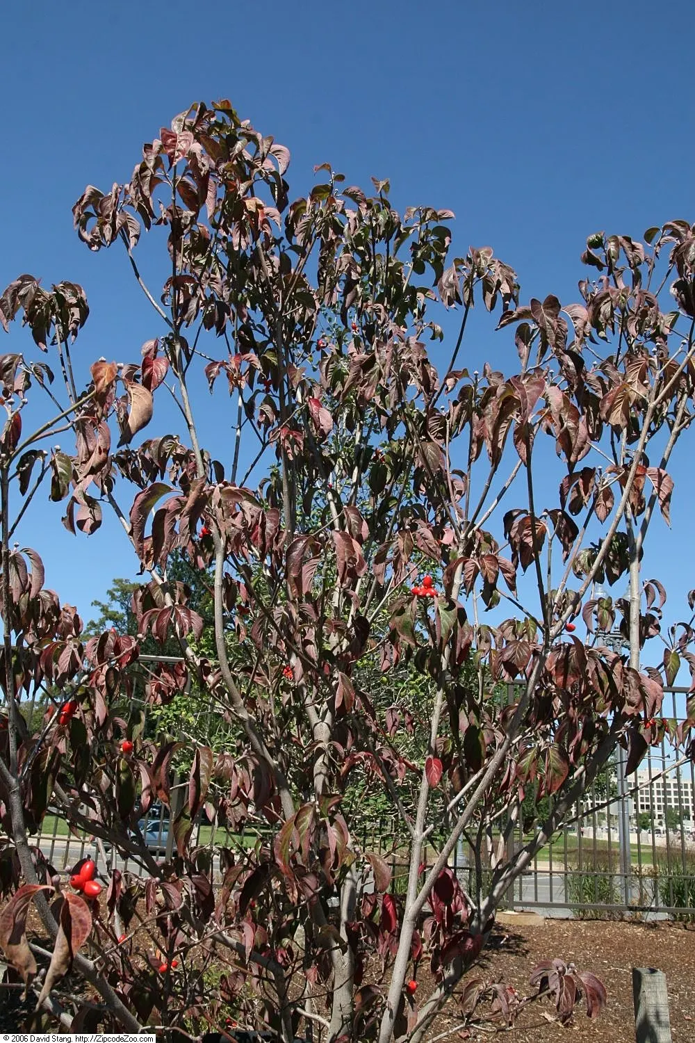 Pink Flowering Dogwood (Cornus Florida 'Rubra') — the Pink Flowering Dogwood thrives in partial shade but can tolerate full sun if provided with ample