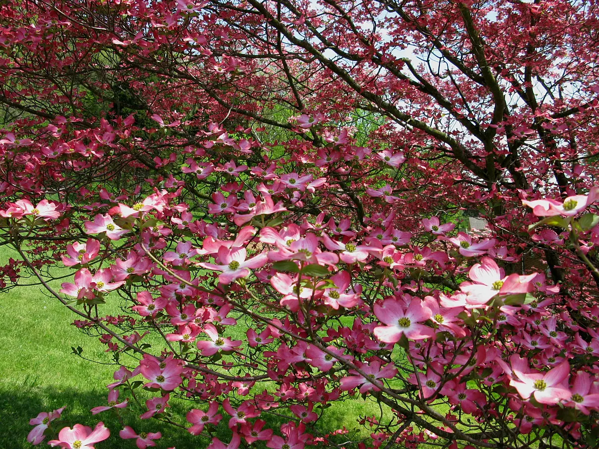Pink Flowering Dogwood (Cornus Florida 'Rubra') — A deciduous beauty reaching 20-30 ft tall and 20-25 ft wide; its true flowers are small and inconspicuous
