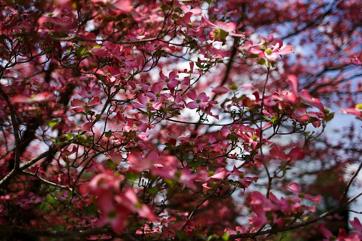 Pink Flowering Dogwood (Cornus Florida 'Rubra') — along with a striking branching structure that draws the eye in the barren landscape; the 'Rubra' presents a