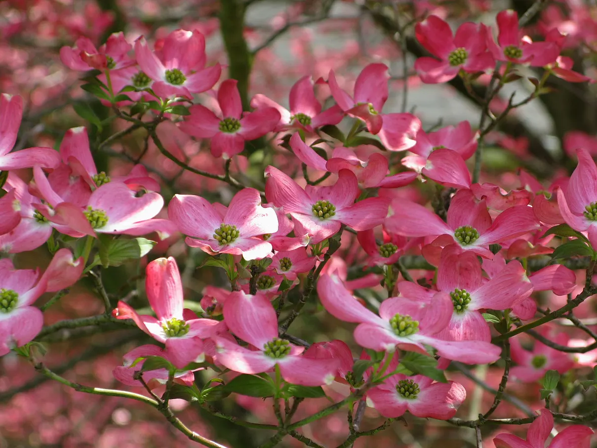 Pink Flowering Dogwood (Cornus Florida 'Rubra') — then feature a striking reddish-purple color in the fall