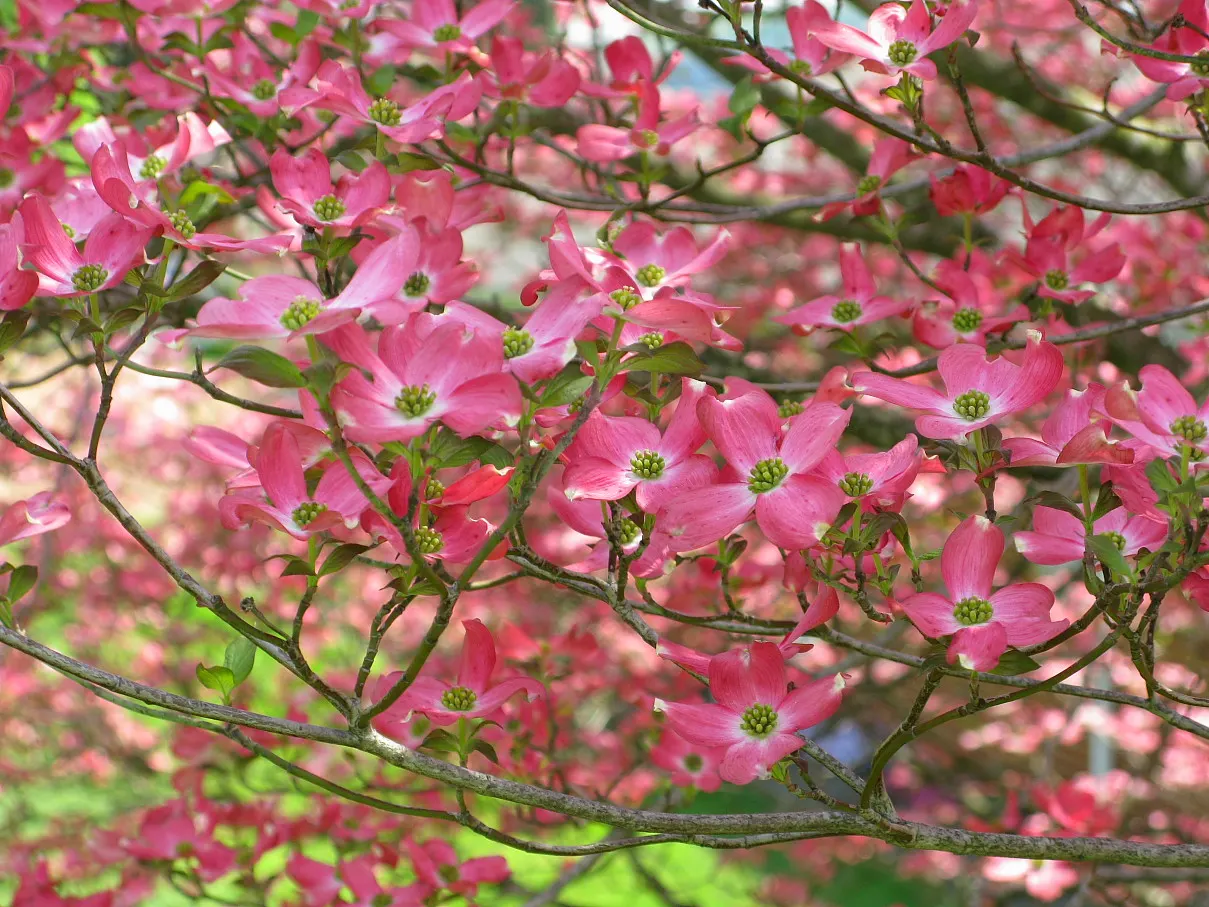Pink Flowering Dogwood (Cornus Florida 'Rubra') — The leaves emerge with a reddish tinge before transitioning to a rich