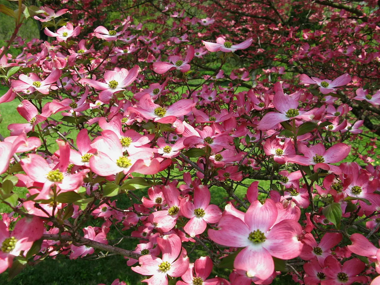 Pink Flowering Dogwood (Cornus Florida 'Rubra') — The leaves emerge with a reddish tinge before transitioning to a rich, image 44