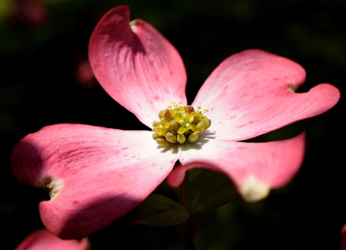 Pink Flowering Dogwood (Cornus Florida 'Rubra') — tree with pink blooms
