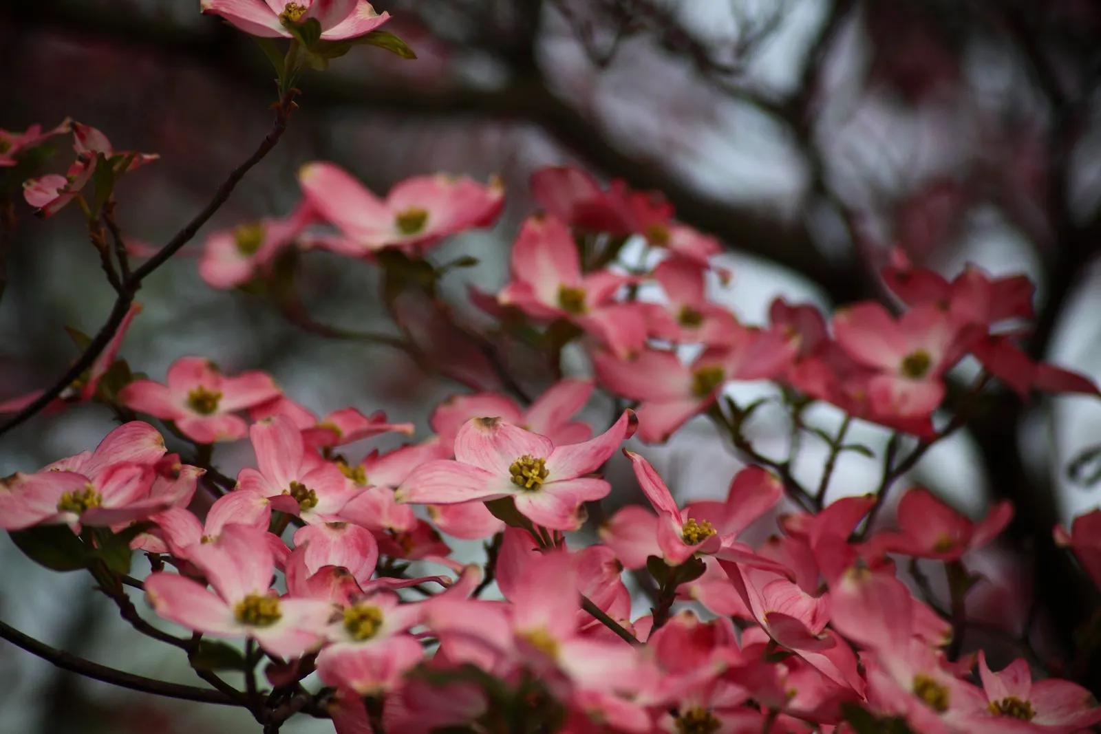 Pink Flowering Dogwood (Cornus Florida 'Rubra') — then feature a striking reddish-purple color in the fall; displaying red fruits that persist into winter and