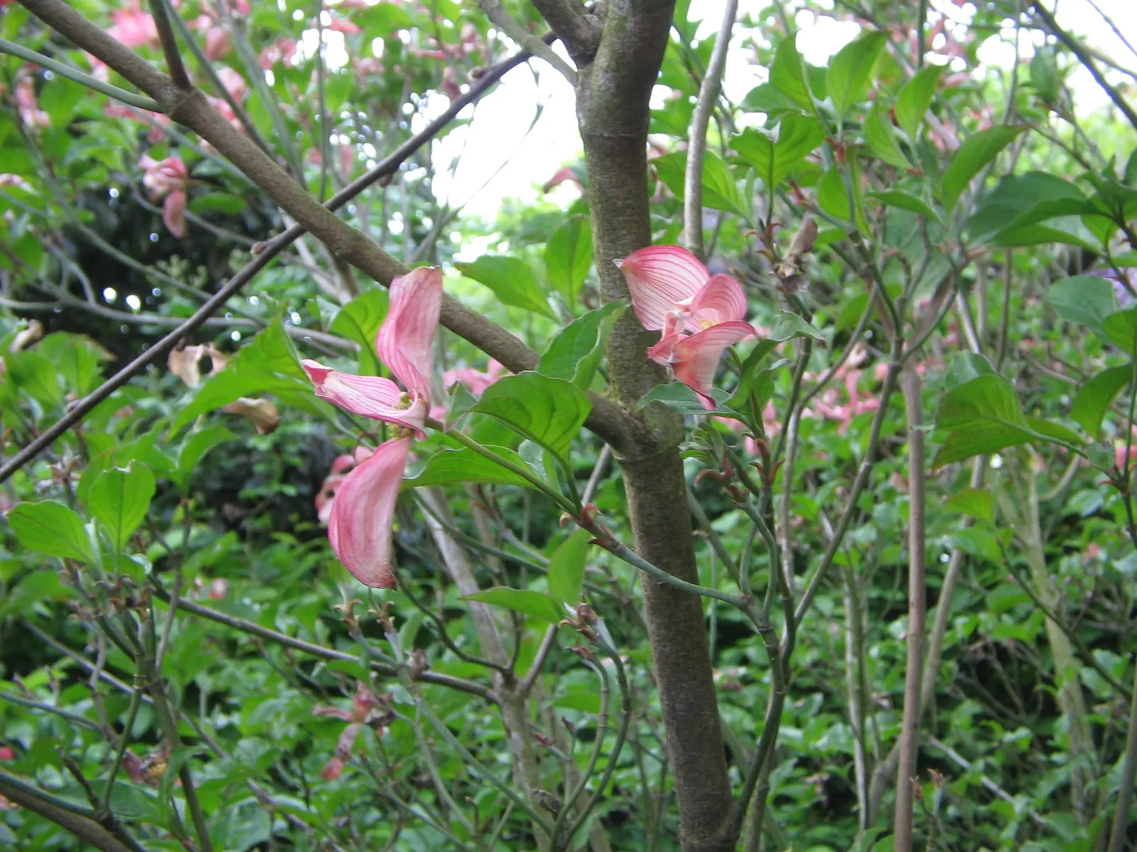 Pink Flowering Dogwood (Cornus Florida 'Rubra') — Its true flowers are small and inconspicuous, clustered at the center of the bracts; then feature, image 69