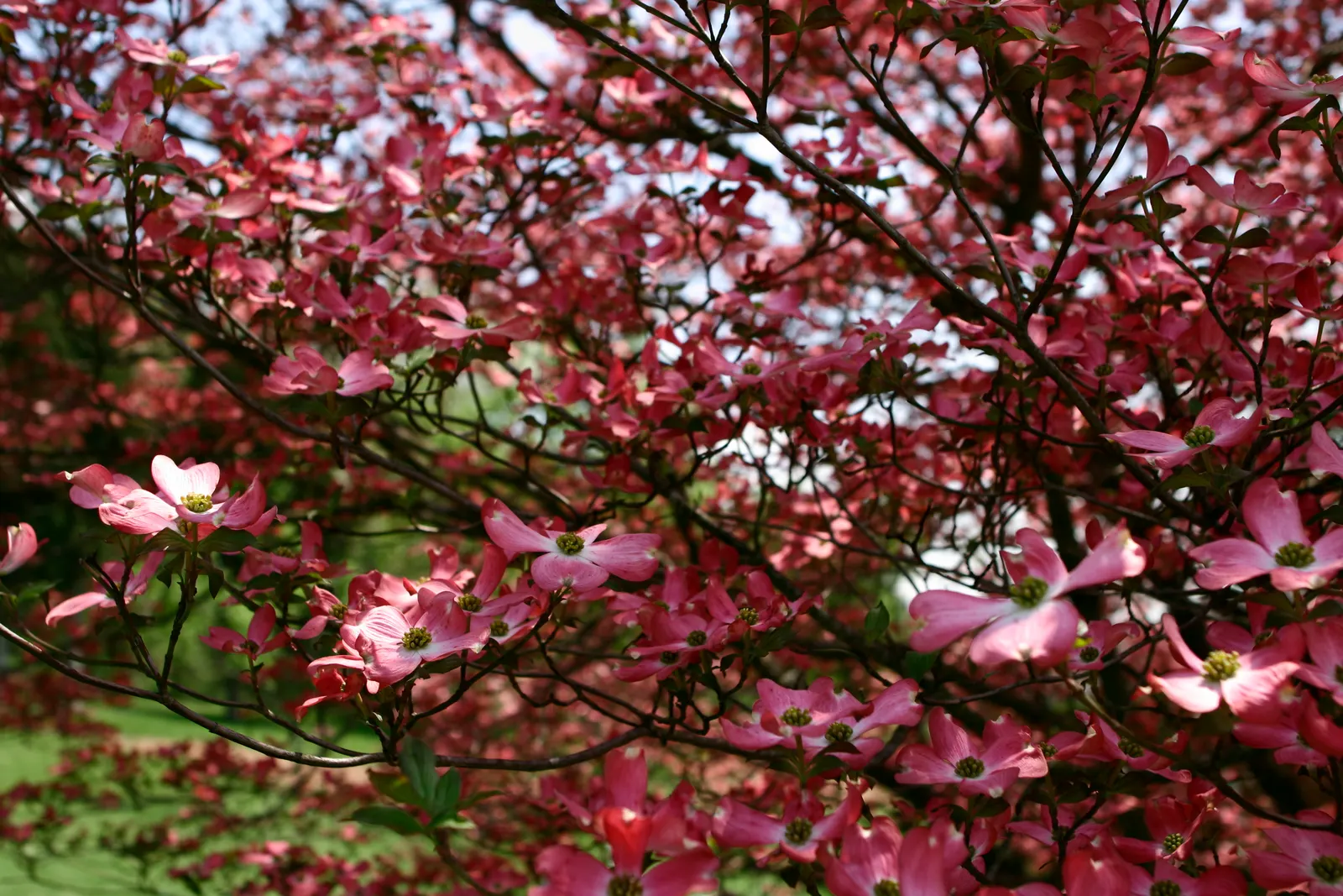 Pink Flowering Dogwood (Cornus Florida 'Rubra') — displaying red fruits that persist into winter and provide food for local bird species; hardy in USDA zones
