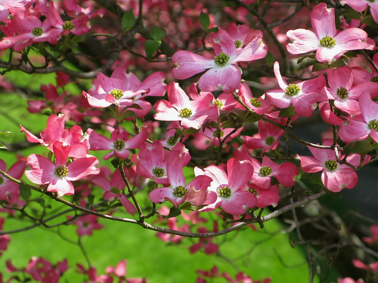 Pink Flowering Dogwood (Cornus Florida 'Rubra') — rounded canopy that provides an elegant; treasured for its year-round beauty and versatility in, image 72