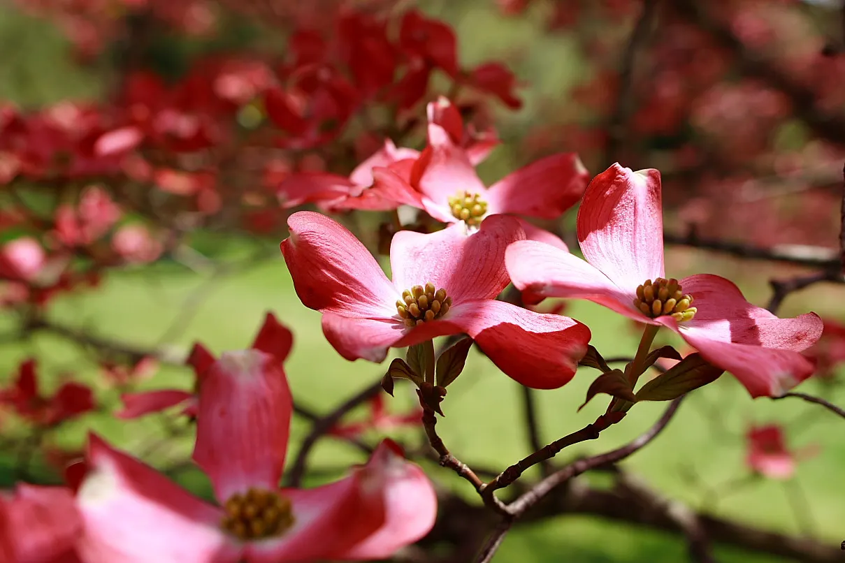 Pink Flowering Dogwood (Cornus Florida 'Rubra') — The Pink Flowering Dogwood (Cornus florida 'Rubra') is a captivating deciduous tree; the Pink, image 65